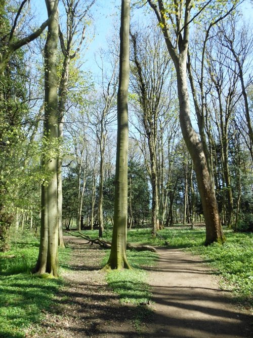 Cawston Woods