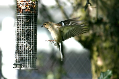 Female Chaffinch at Birtley.