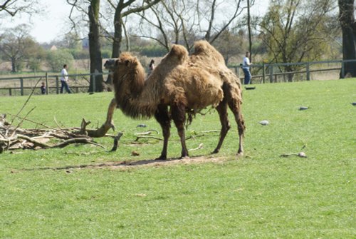 Yorkshire Wildlife Park, Doncaster, South Yorkshire.