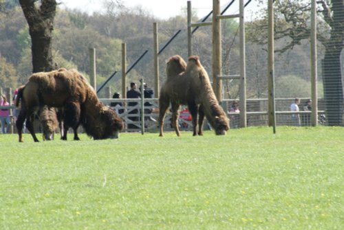 Yorkshire Wildlife Park, Doncaster, South Yorkshire