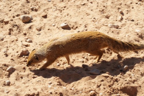 Yorkshire Wildlife Park, Doncaster, South Yorkshire