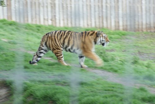 Yorkshire Wildlife Park, Doncaster, South Yorkshire