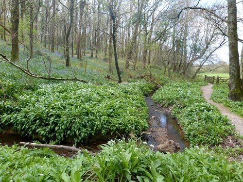 Langdon woods