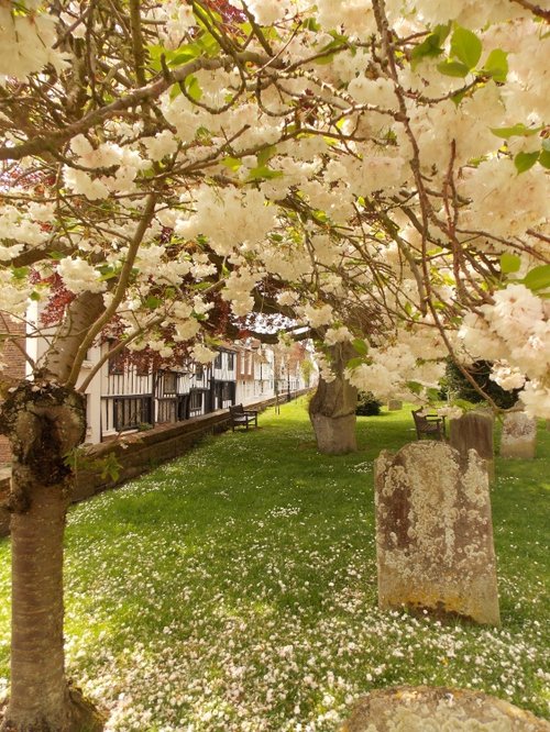 Blossom at St Mary's, Rye