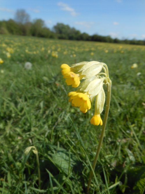 Cowslip, Draycote Meadows