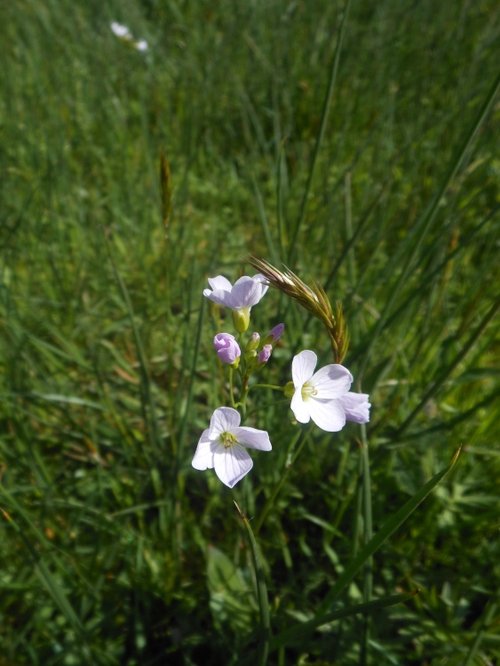 Draycote Meadows