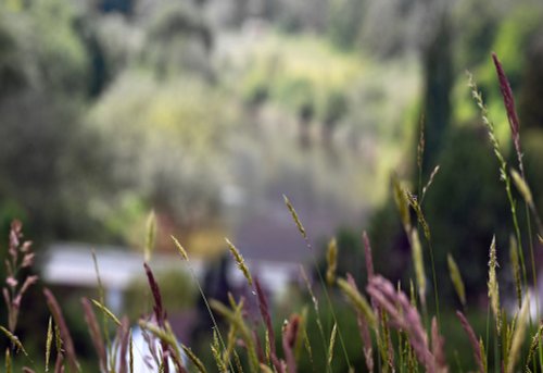 Meadow Grass, Brockweir.