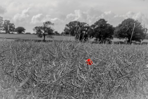 Atherstone fields