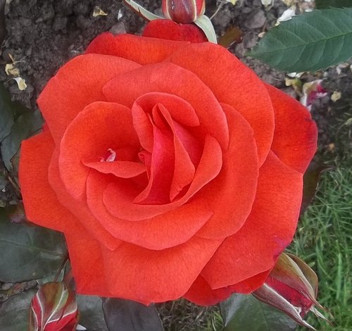 Another new red rose also flowering for the first time