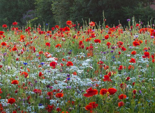 Poppies and Wild Flowers, Chepstow.