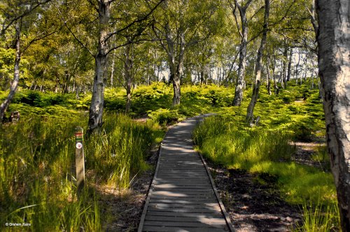 Arne RSPB Reserve Dorset