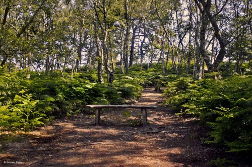 Arne RSPB Reserve, Dorset.