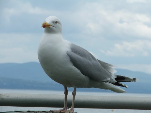 Gull