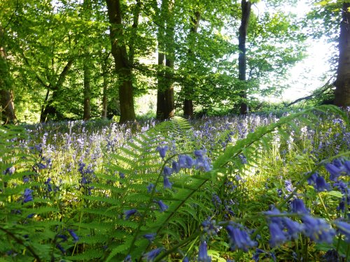 Bluebells, Cawston Woods