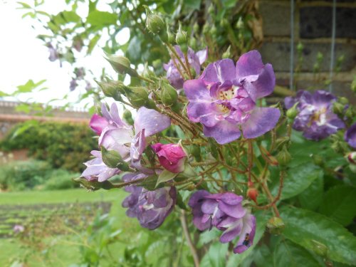 Rose Pergola, Kew Gardens