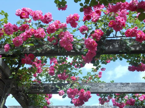 Rose Pergola, Kew Gardens