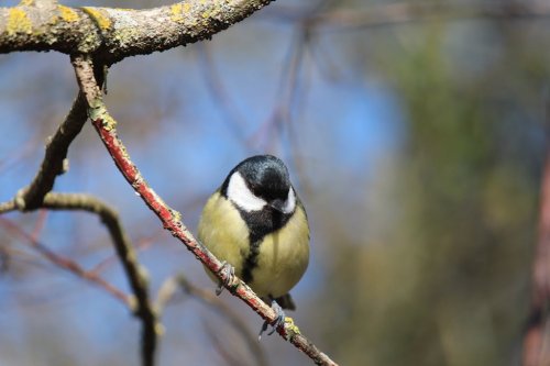 Bird on a twig