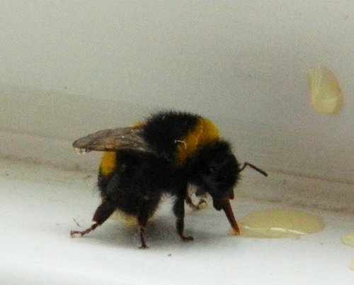 Bee having his tea!