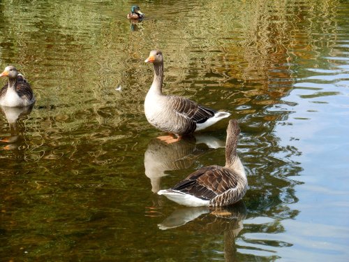 Geese, Coombe Abbey