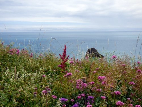 Berry head