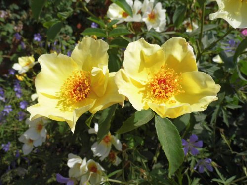 Rose at Mottisfont Abbey