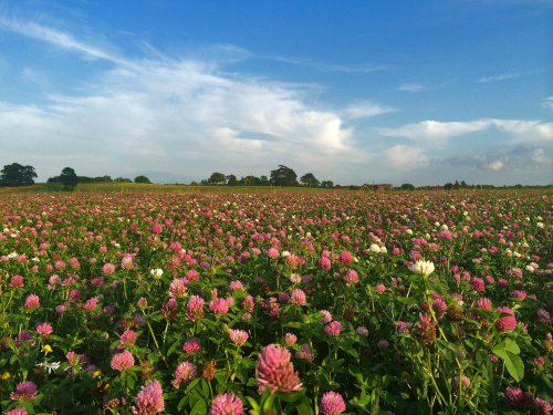 Fields of Clover near Lichfield