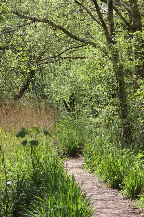 Footpath at Leighton Moss RSPB reserve, Silverdale