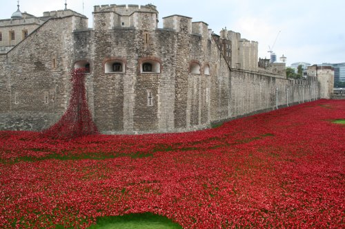 Poppies at the tower