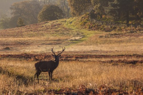 Bradgate park