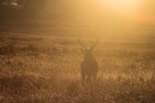 Bradgate park