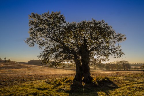 Bradgate park