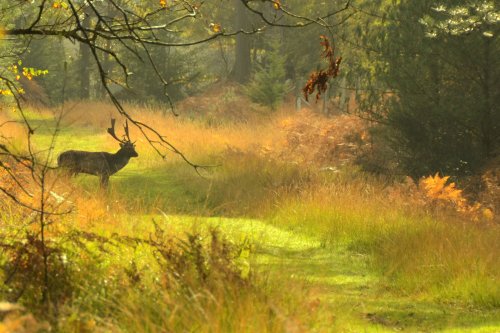 Deer in woodland in England