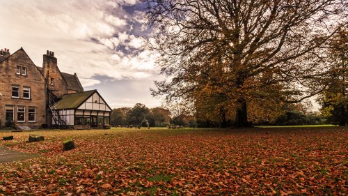 Carpet Of Leaves,Easington