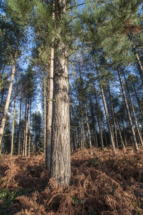 Cannock morning walk