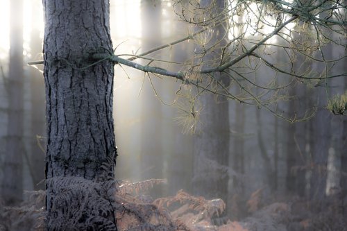 Cannock morning walk