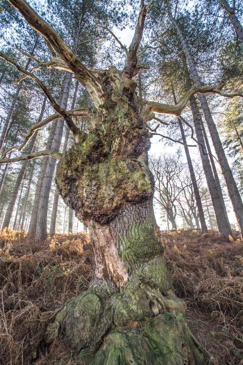 Cannock morning walk