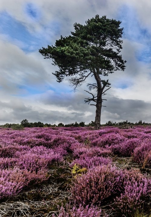 Alone in the Heather, Helmsley