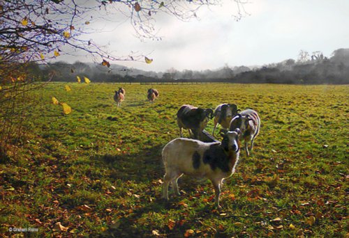 Stour Valley Winter, Dorset.