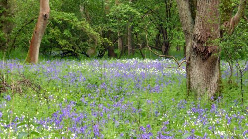 Lady's Wood, Upwood, Cambs