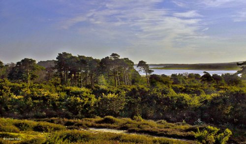 Arne RSPB Reserve