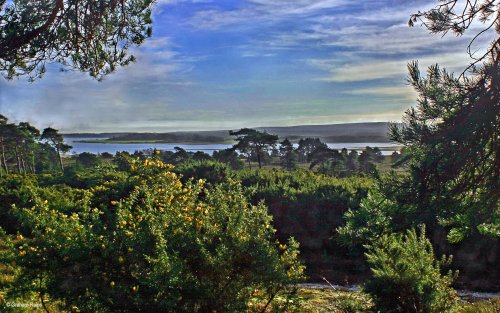 Arne RSPB Reserve