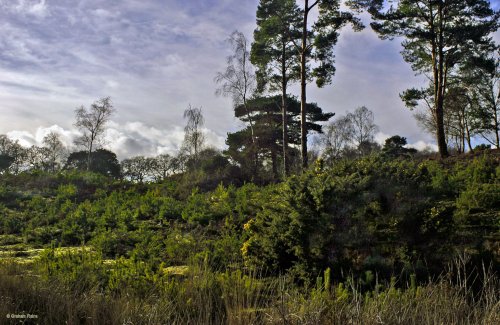 Arne RSPB Reserve