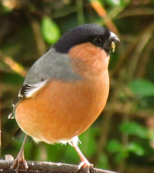 Bullfinch