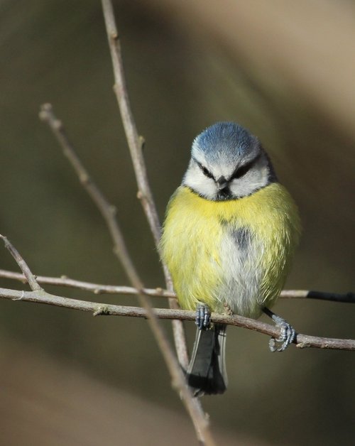 Newlands Corner Resident