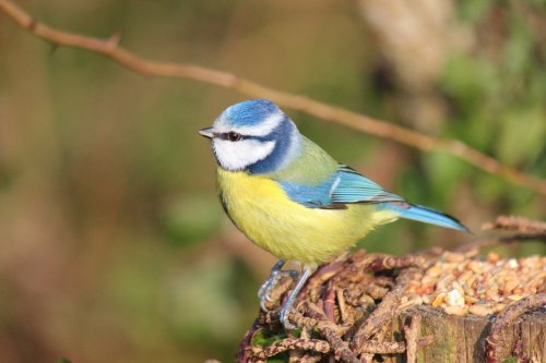 Blue tit