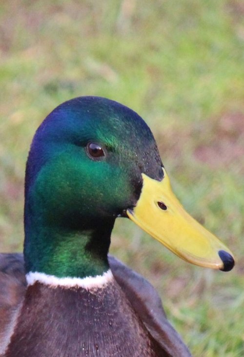 Duck