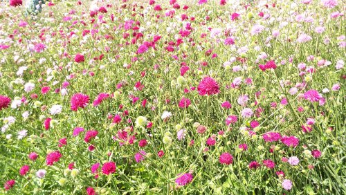 Summer blooms at Nymans, 8th June 2014