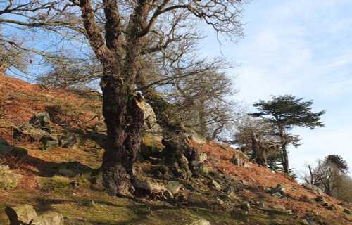 Newtown Linford Oaks of Bradgate Park