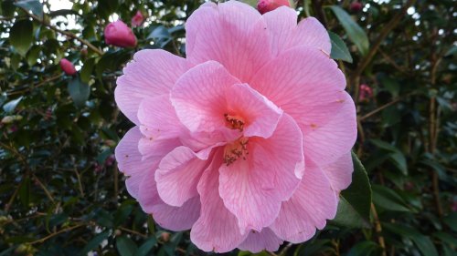 Beautiful camelia, Nymans 27th February 2015