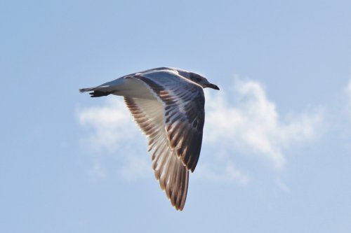 Bird in flight